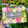Hộp hoa tiền 10 tờ tiền mix hoa lụa cao cấp